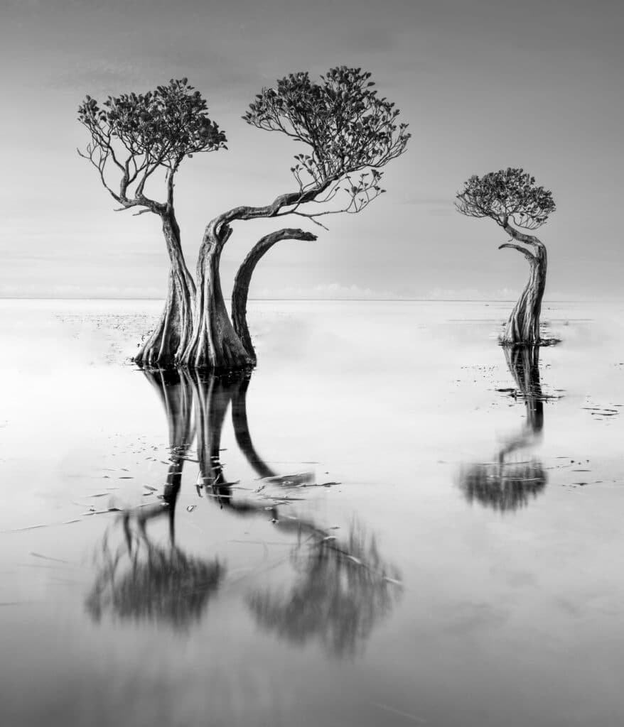 Dancing Trees of Sumba